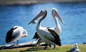 鹈鹕战胜掘金，一路领先